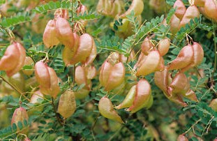 Bladder Senna seed Colutea arborescens